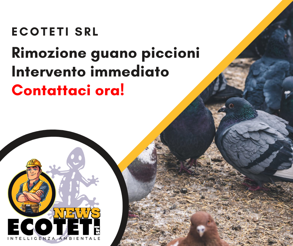 Rimozione Guano piccioni – Pulizia, sanificazione e smaltimento guano - ECOTETI SRL