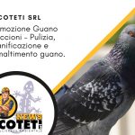 Rimozione guano di piccione - pulizia sanificazione e smaltimento guano di piccione Grosseto - Ecoteti srl
