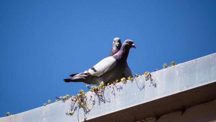 rimozione guano piccioni immagine di piccioni sul tetto