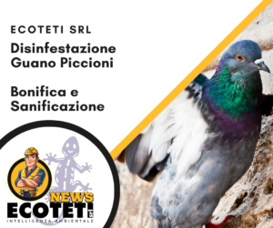 Disinfestazione-Guano-Piccioni-Grosseto---Ecoteti-srl Azienda Specializzata - copertina